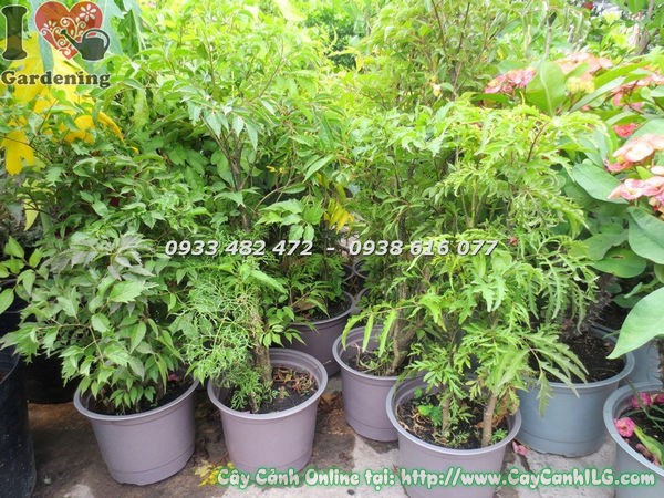 Cây gỏi cá cao 40cm – cung cấp sỉ lẻ tại ILG caycanhilg.com