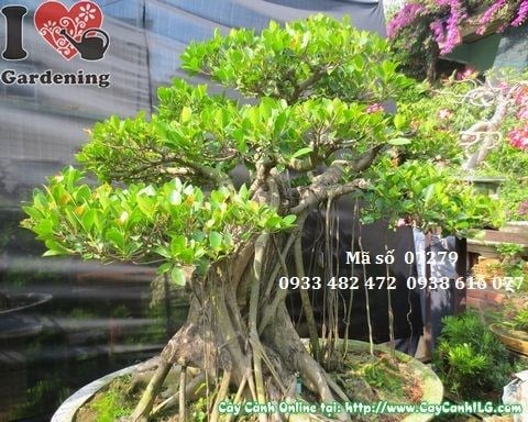 Cây gừa núi bonsai cổ thụ 120cm – tán xanh mướt điểm nhấn cảnh quan