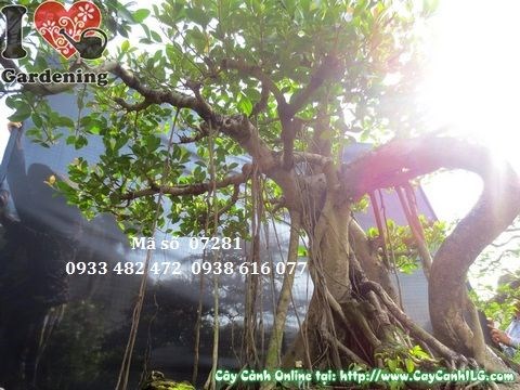 Cây gừa núi bonsai đặt ngoài trời nhận ánh sáng tự nhiên