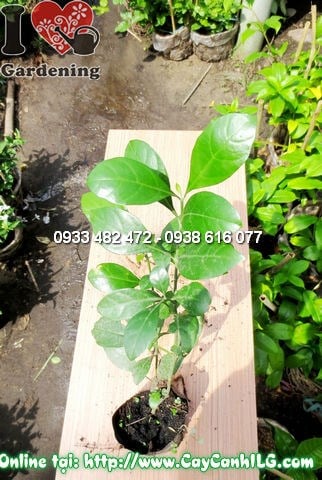 Cây hắc ó Ms:11854 – đặc điểm lá xanh bóng, thân gỗ nhỏ