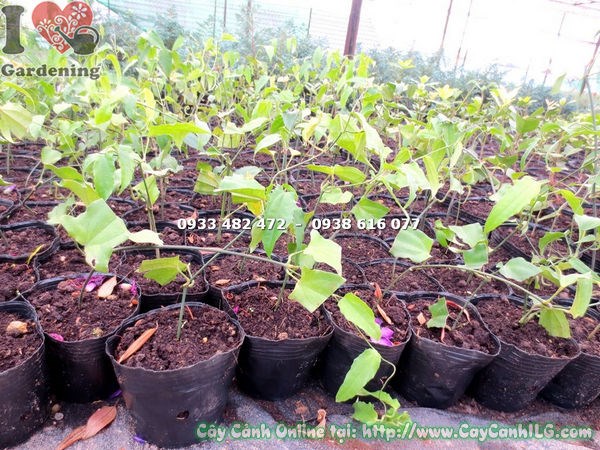 Đặc điểm cây hàm cọp vàng giống - lá xanh thân leo mềm mại
