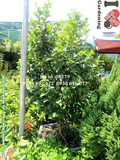 Cây hàm tiếu cao 1,5m - Ms 08279 tại vườn ILG