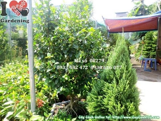 Cây hàm tiếu 1,5m trồng sân vườn trang trí cảnh quan