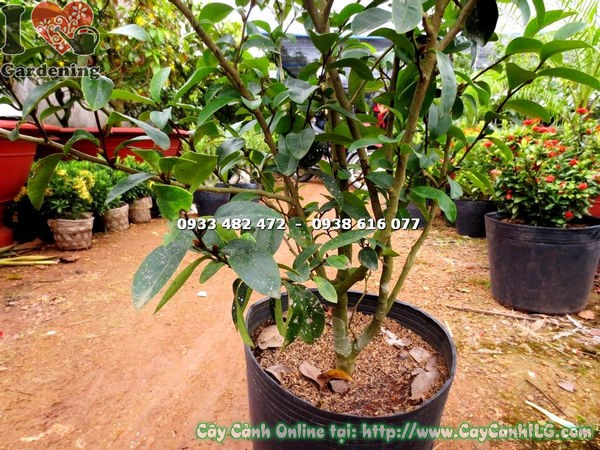 Đặc điểm cây hàm tiếu cao 1m lá thuôn bóng hoa vàng kem Ms 17605