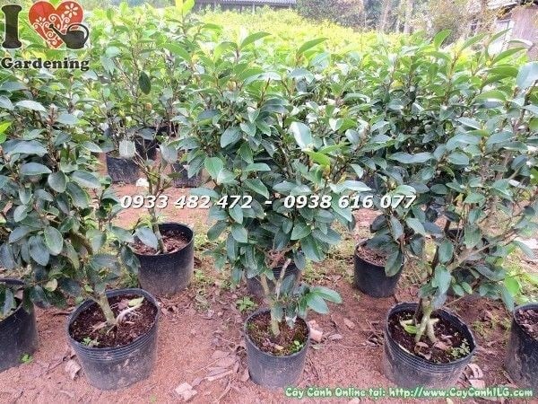 ảnh hoa hàm tiếu trắng ngà hương thơm nồng nàn