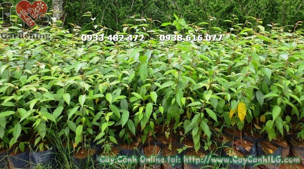 Cây hoa anh đào ứng dụng cảnh quan công trình
