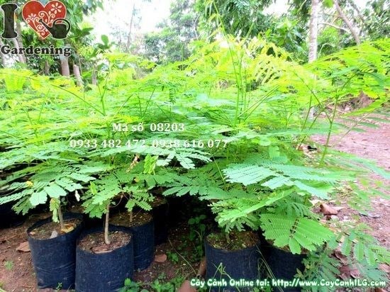 Cây phượng vĩ giống Ms 08203 – hình ảnh thực tế tại vườn ILG