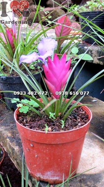 Hình ảnh cây quạt ba tiêu nhỏ ms 14216 – lá xanh bóng hướng sáng