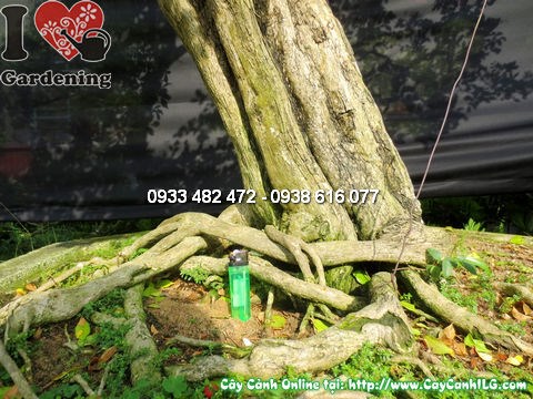 cây quý bonsai già cao 175cm chính diện góc 2