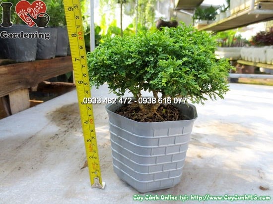 Cây quý lá nhí cao 10cm Ms 12420 - cây giống nhỏ lá xanh bóng