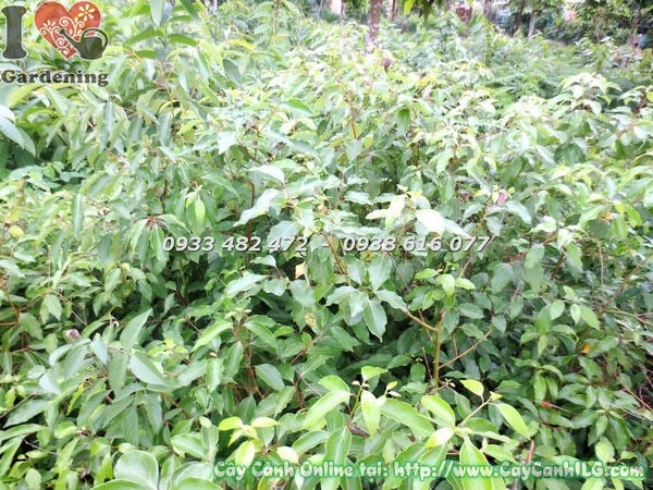Cây rã hương (long não) xanh tươi tại vườn ILG