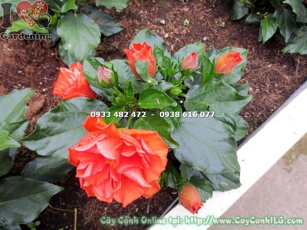 Hoa râm bụt thái màu cam – đặc điểm lá xanh bóng hoa cam nổi bật