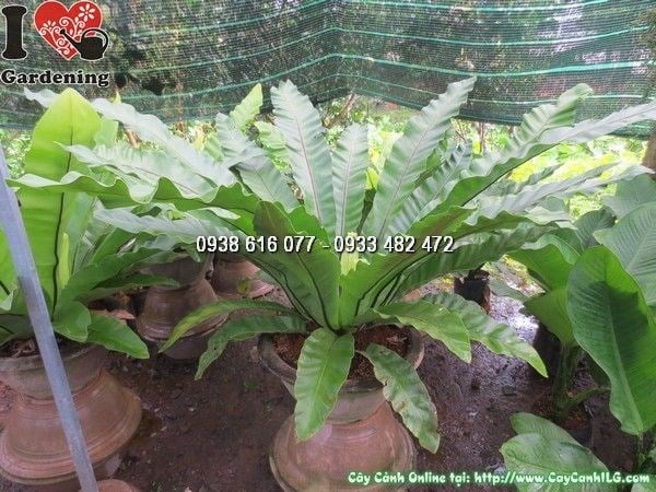 Đặc điểm lá cây ráng ổ phụng tổ chim