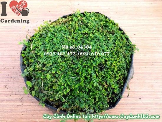cây rêu cao 0,5cm phủ xanh chậu bonsai tiểu cảnh