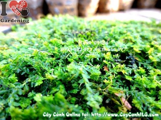 thảm rêu xanh mướt trang trí sân vườn tiểu cảnh