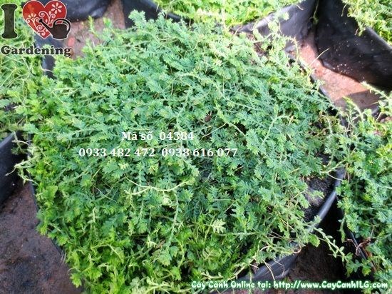 hướng dẫn chăm sóc cây rêu đúng cách