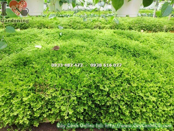Cây rêu Đà Lạt cao - lá dày xanh mướt đặc trưng vùng cao nguyên