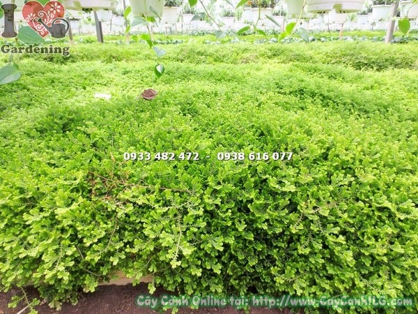 Cây rêu Đà Lạt cao Ms 14578 - thích hợp hồ tép ong và tiểu cảnh