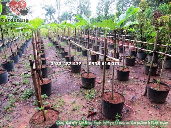 Đặc điểm lá và thân cây sa kê cao 1m2