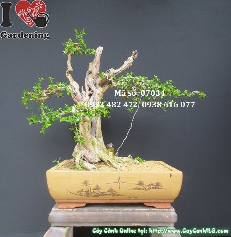 Cây sam bonsai Nhật Bản già đẹp Ms 07034 mặt chính diện