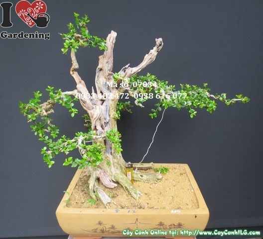 Cây sam bonsai Nhật Bản già đẹp Ms 07034 góc nhìn 2