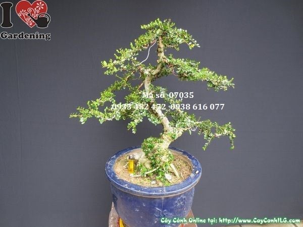 Thế cây sam núi bonsai sau cắt tỉa tạo dáng – Ms 07035