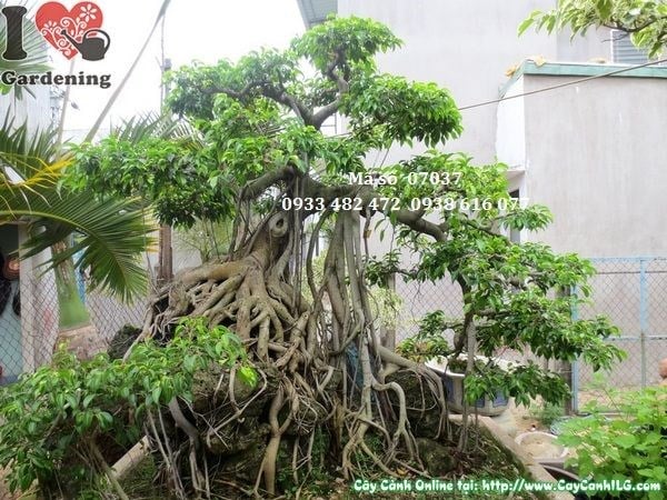 Cây sanh bonsai bám đá cổ thụ cao 230cm Ms 07037 - toàn cảnh tác phẩm