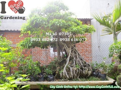 Cây sanh tại vườn ILG đẹp và cổ kính