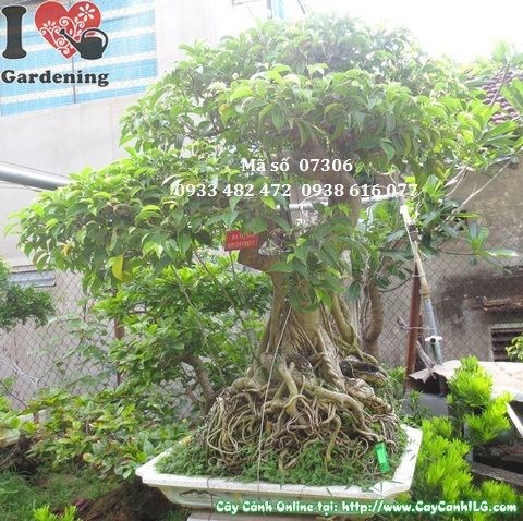 Cây sanh bonsai già dáng đẹp cao 110cm Ms 07306 - ILG