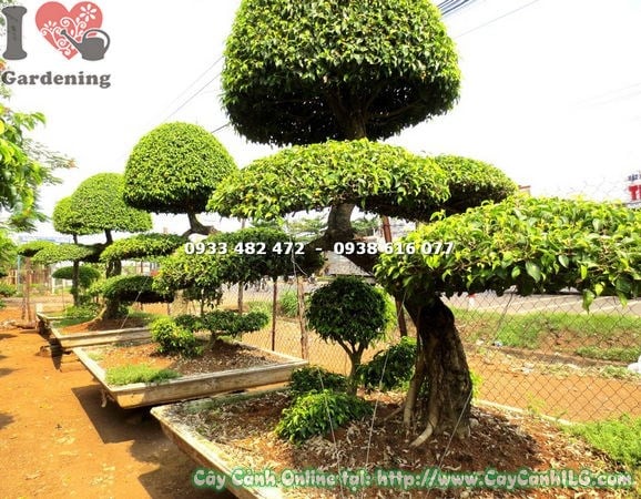Chi tiết dáng phụ tử cây sanh bonsai kiểng cổ cao 2m - cây lớn và cây nhỏ cùng gốc