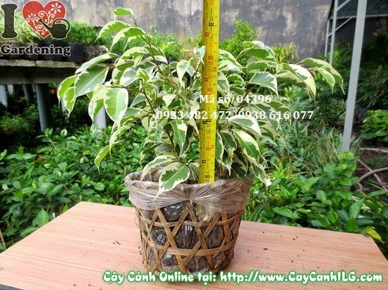 Cây Sanh Cẩm Thạch cao 25cm – dáng bonsai nhỏ để bàn