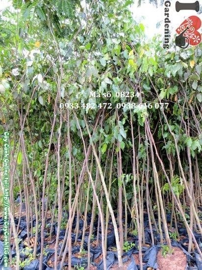 Cây sao đen 2,5m thân gỗ tán rộng - ILG