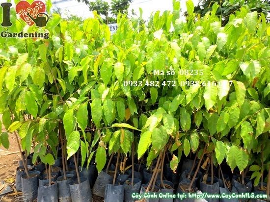 Cây sao đen giống cao 1m Ms 08235 tại vườn ILG