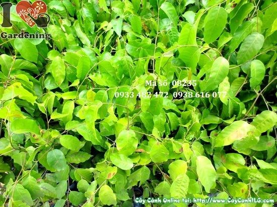 Cây sao đen giống Ms 08235 cao 1m tại vườn ILG Bình Tân