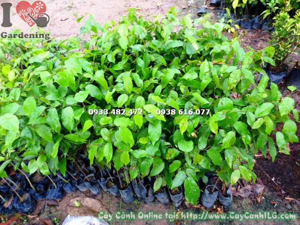 cây sao đen giống cao 1m trồng công trình