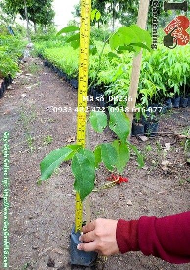Cây sao đen giống cao 40cm Ms 08236 – cây con khỏe mạnh, thân thẳng