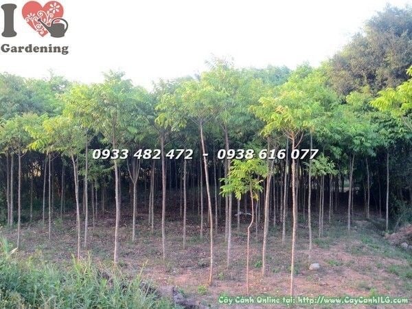 cây sấu giống cao 3m trồng cảnh quan đường phố sân vườn
