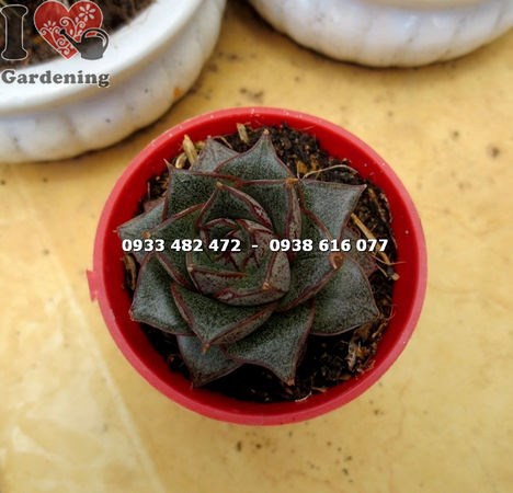 Sen đá bông hồng nhỏ – cây mọng nước xinh xắn dễ chăm