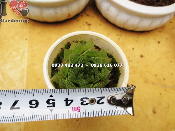 Cây sen đá đuốc nhỏ – bộ sưu tập trưng bày đẹp mắt