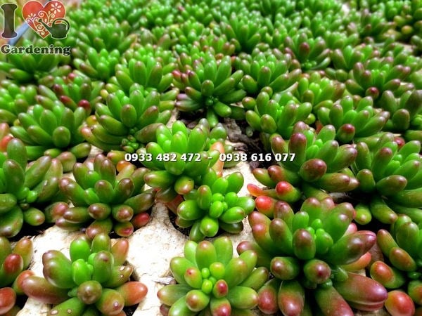 Sen đá đang ra hoa đẹp mùa khô