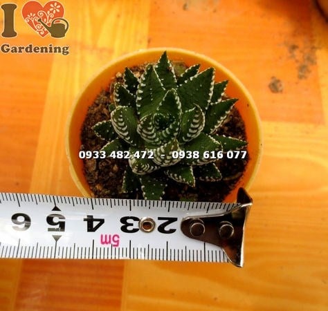 Cây sen đá móng rồng nhỏ trong chậu trang trí