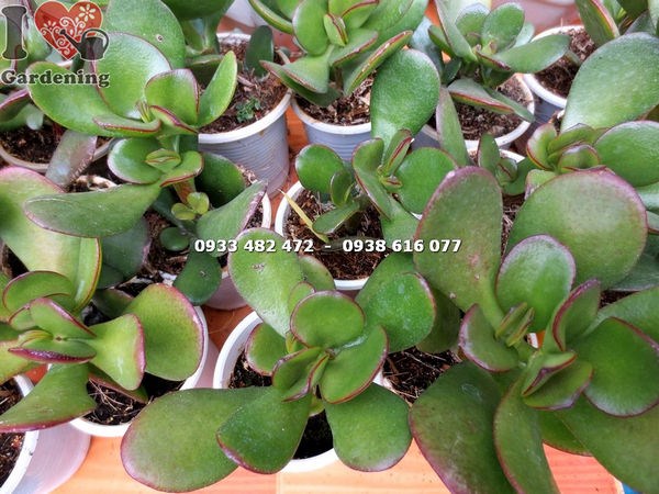 Cây sen đá ngọc bích nhỏ trồng chậu mini trang trí nội thất