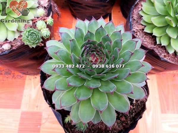 Sen đá Phật Bà trang trí tiểu cảnh và không gian quán cà phê