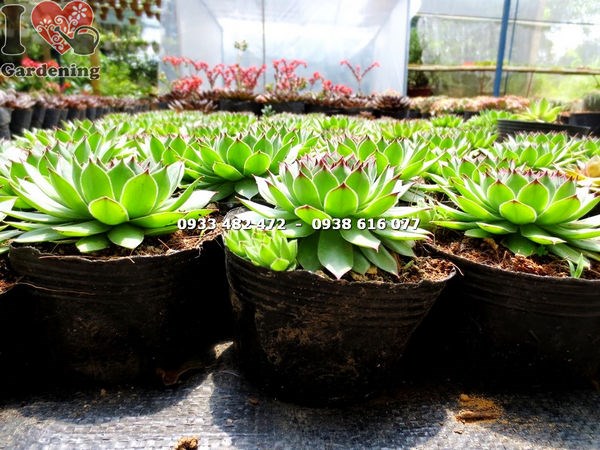 Hoa sen đá Phật Bà nở rực rỡ — màu hồng cam đặc trưng