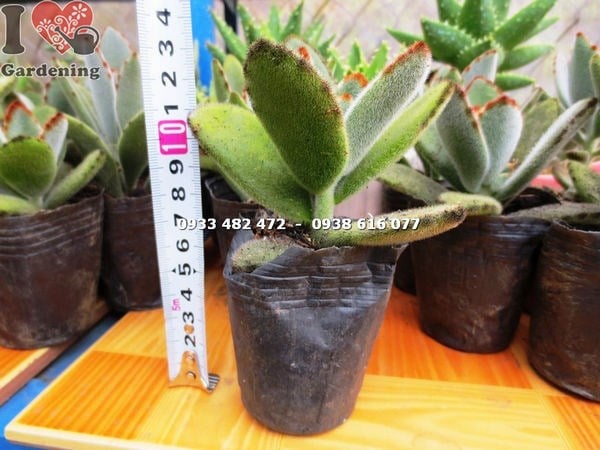 Cây sen nhung viền đen nhỏ - ánh sáng và môi trường trồng