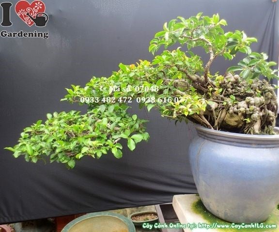 Gốc cây si bonsai dáng bay hoành 80cm chi tiết