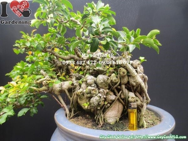 Rễ khí cây si bonsai dáng bay chi tiết