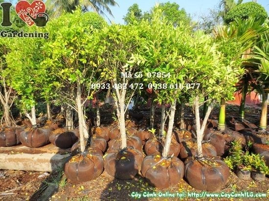 Cây si cắt tròn 1,2m – thích hợp trồng theo hàng cho lối đi và sân vườn
