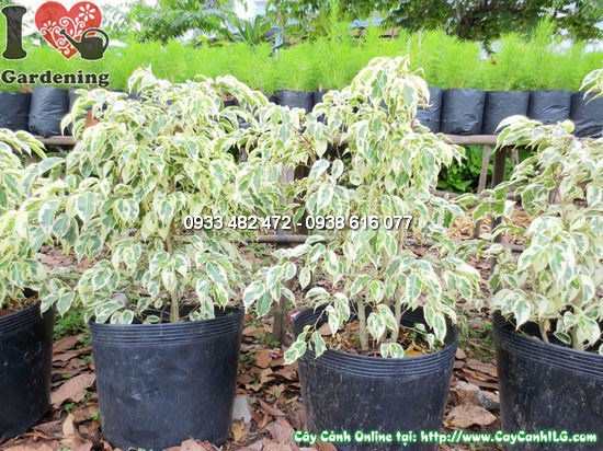 Cây si đốm 60cm khỏe mạnh tán xanh