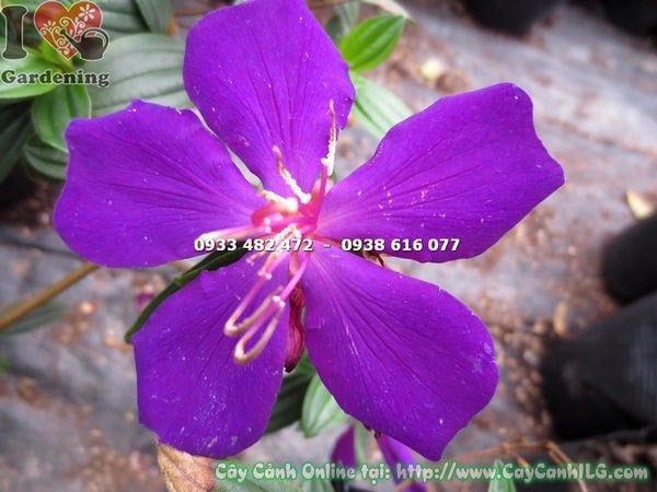 Đặc điểm lá và hoa cây Sim Thái giống cao 12cm